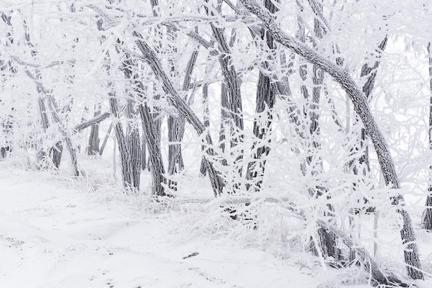 Forest in the frost Winter landscape Snow covered trees