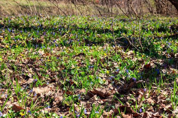 Forest glade with first spring flowers