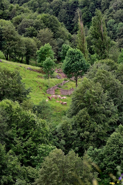 forest green landscape