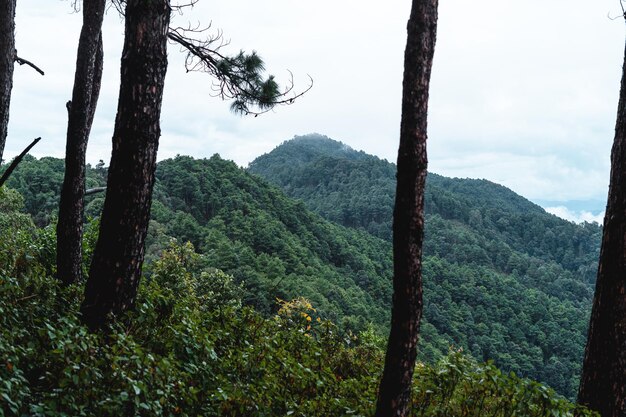 Forest and green trees after the rain