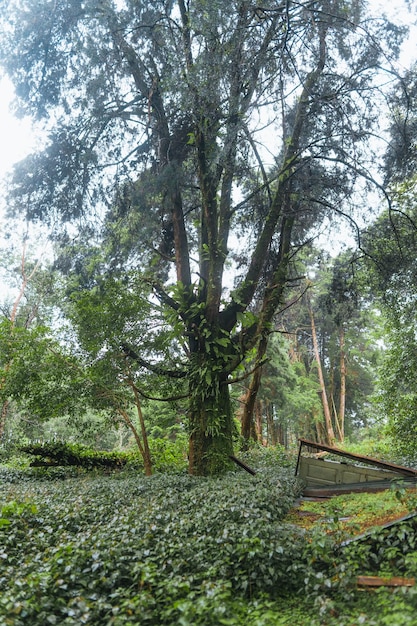 Forest and green trees after the rain