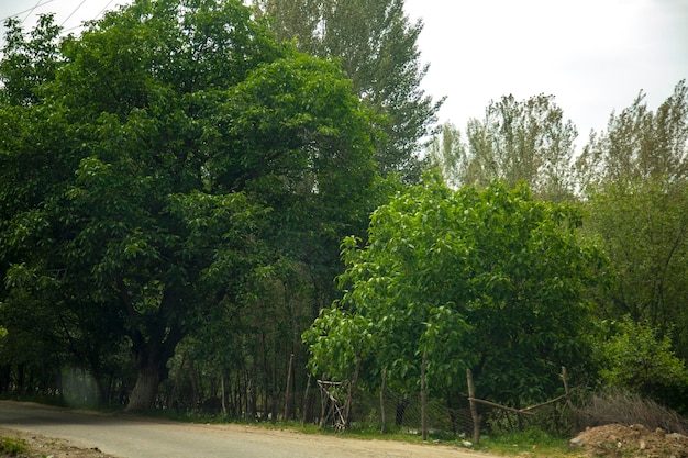 Forest green trees path landscape