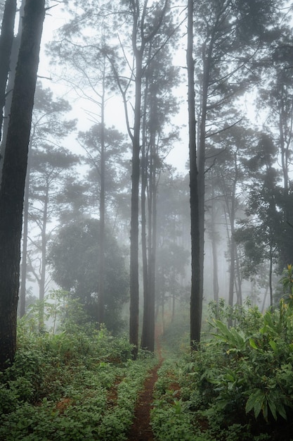 In the forest and green trees