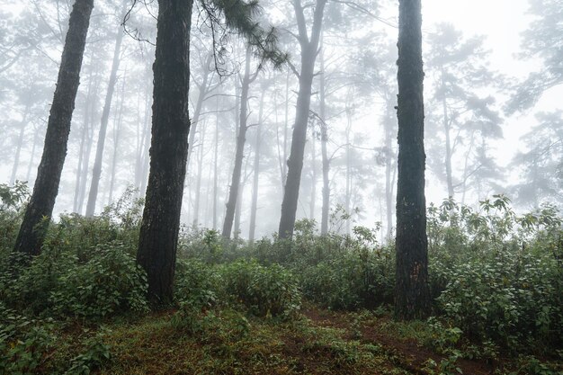 In the forest and green trees