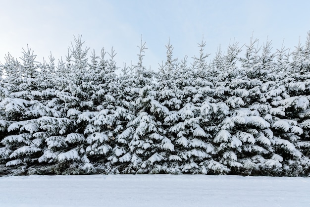 The forest has covered with heavy snow in winter season at Lapland, Finland.