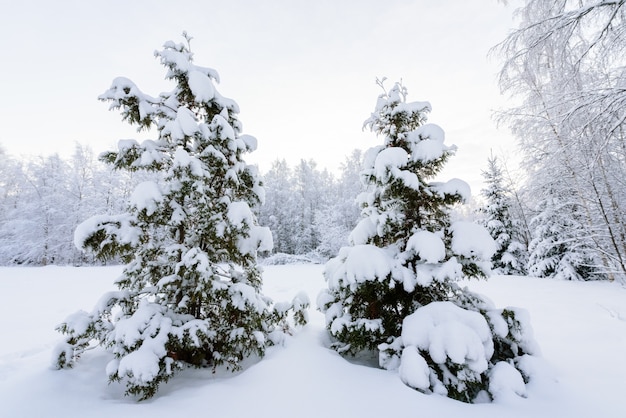 The forest has covered with heavy snow in winter season at Lapland, Finland.