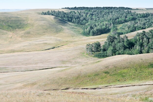 Forest in the hollow between the hills. Rural landscape