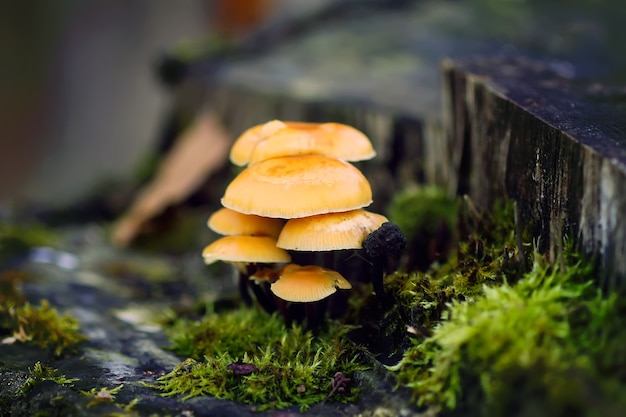 forest honey agaric mushroom on tree stump.