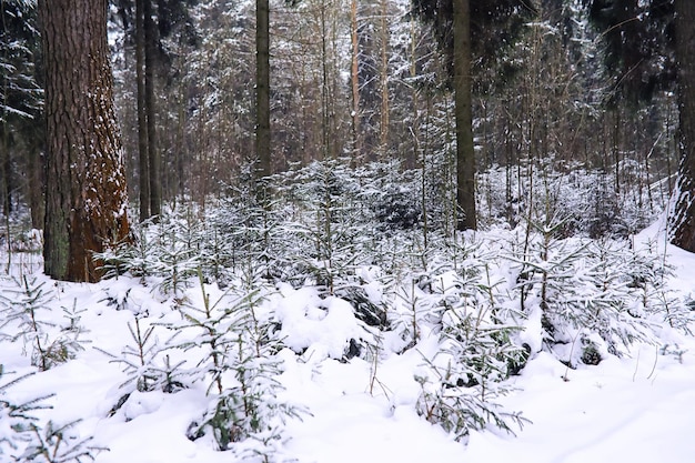 The forest is covered with snow Frost and snowfall in the park Winter snowy frosty landscape