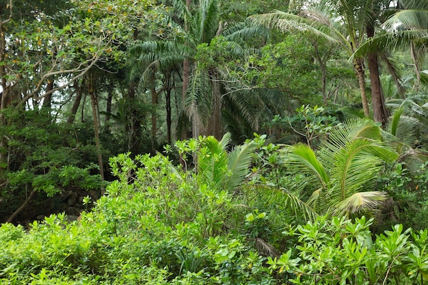 Forest Jungle background Tropical rain forest with green trees bushes and foliage