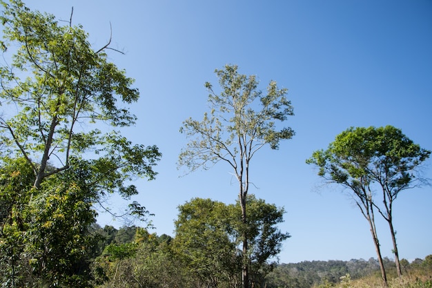 Forest at Khao Yai National Park.