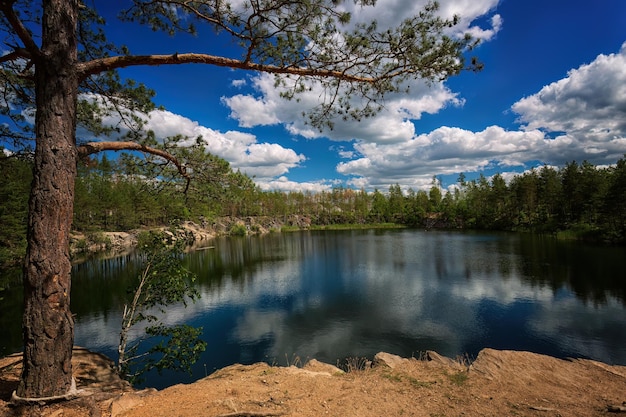 Forest lake coniferous trees pines against the background of blue sky and white clouds