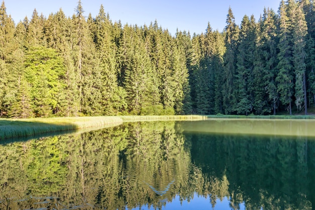 Forest lake in the mountains with blue water and morning light