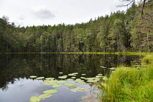 Forest lake in a natural park in summer