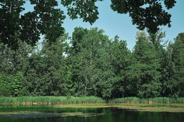 Forest lake at noon midsummer in Finland Clear blue sky natural background Idea of horizontal frame for wallpaper or banner about forest ecosystem