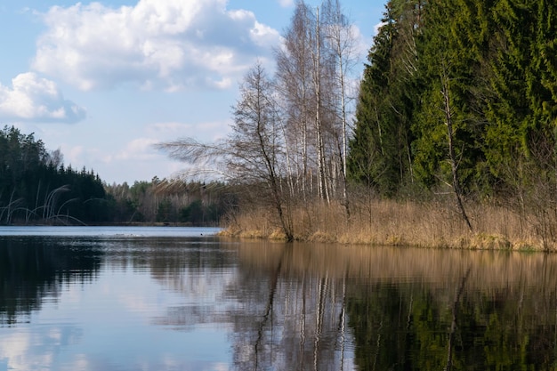 Forest Lake surrounded by trees Clear sunny day blue sky with white cumulus clouds scenery