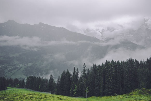 Forest landscape background in Switzerland