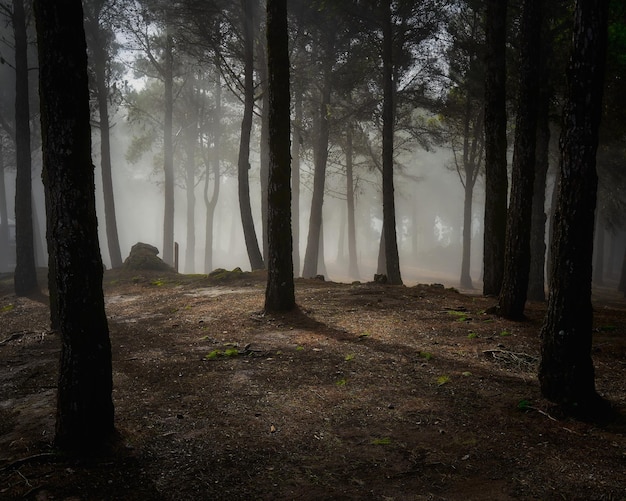 Forest landscape of Gran Canaria Canary Islands