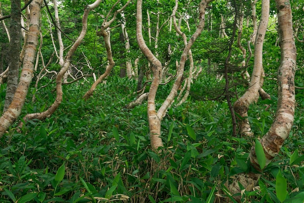 Forest landscape of the island of Kunashir twisted trees and undergrowth of dwarf bamboo