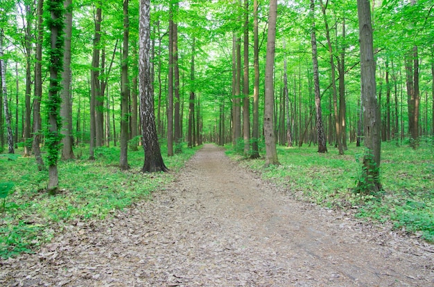 Forest landscape in the morning