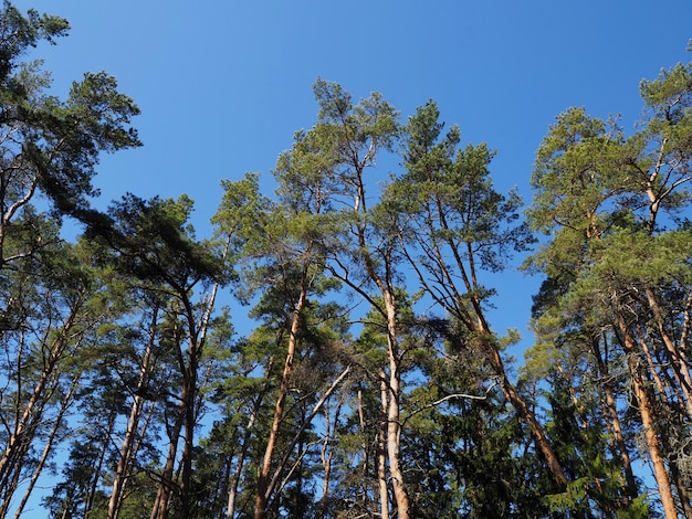 Forest landscape Pine forest yu sand and blue sky Leningrad region Russia