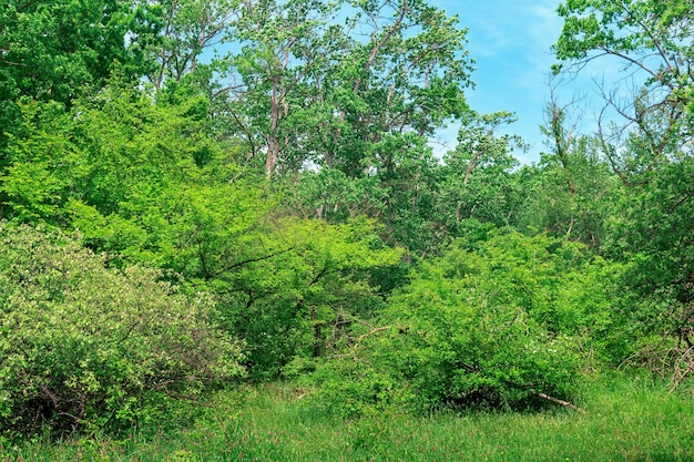 Forest landscape subtropical deciduous forest of the Hyrcanian type in the Caspian lowland