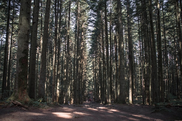 Forest landscape, trees and narrow path lit by soft sunrise light. Nature background landscape