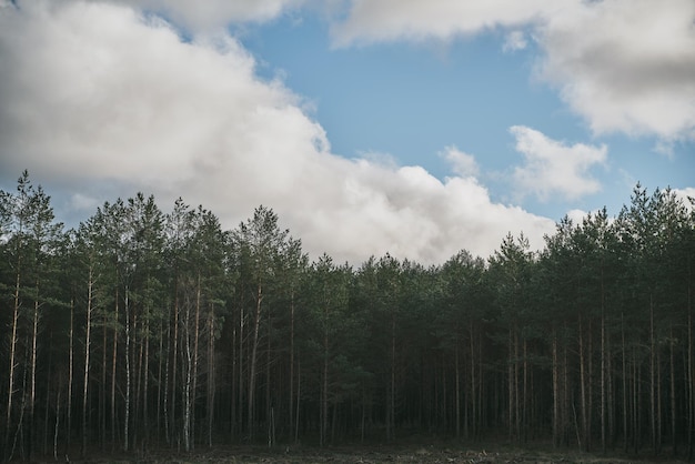 Forest landscape view Concept of nature preservation