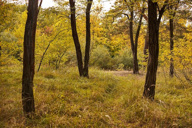 Forest landscape in warm autumn