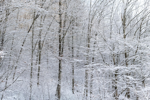 Forest landscape in winter. Frosty deciduous trees under snow