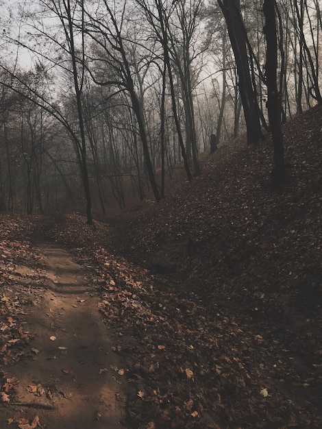 Forest landscape with fog and foliage at autumn season