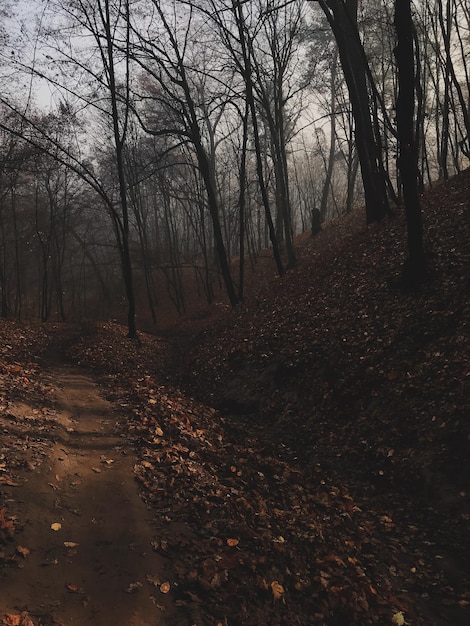 Forest landscape with fog and foliage at autumn season