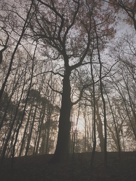 Forest landscape with fog and foliage at autumn season