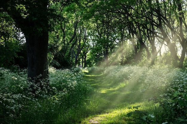 Forest landscape with trees and path in sun rays summer park nature background