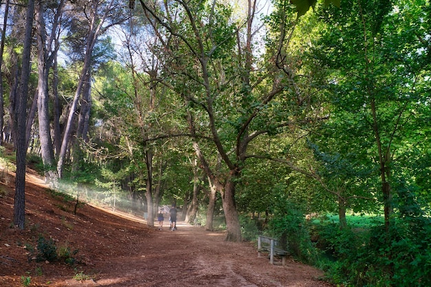 Forest of large trees in autumn