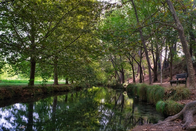 Forest of large trees in autumn