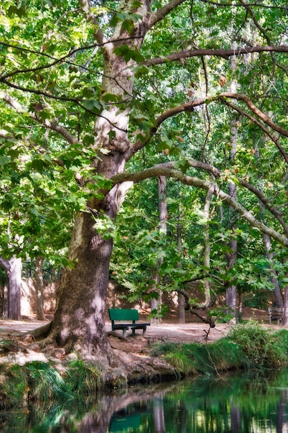 Forest of large trees in autumn