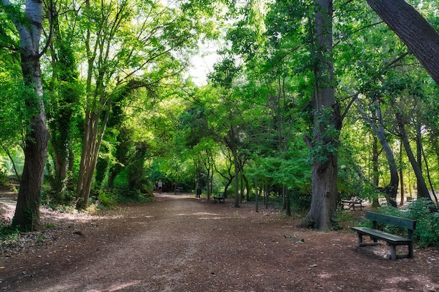 Forest of large trees in autumn