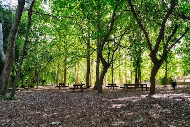 Forest of large trees in autumn