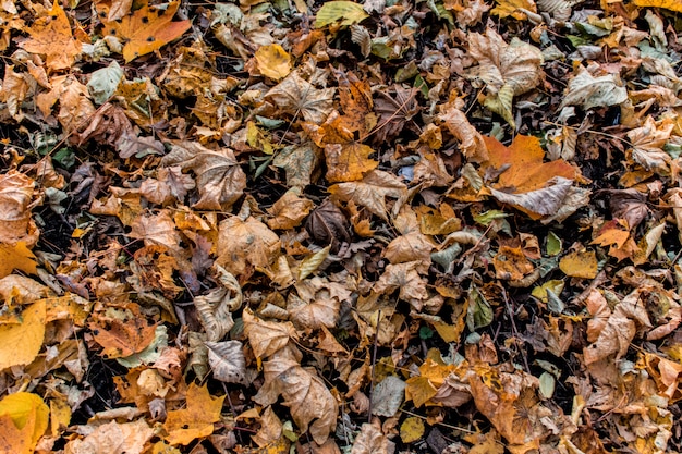 Forest leaves texture background backdrop autumn 