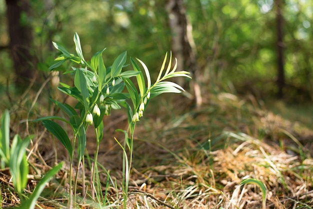 Forest lilies of the valley in the meadow Sunny forest Nature The park