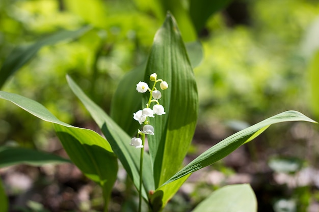 Forest lilies of the valley in spring. Fragile forest flowers. Seasonal flowers.