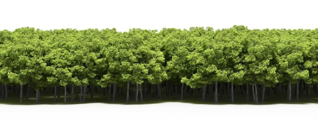 forest line with shadows under the trees, isolated on white background, 3D illustration, cg render