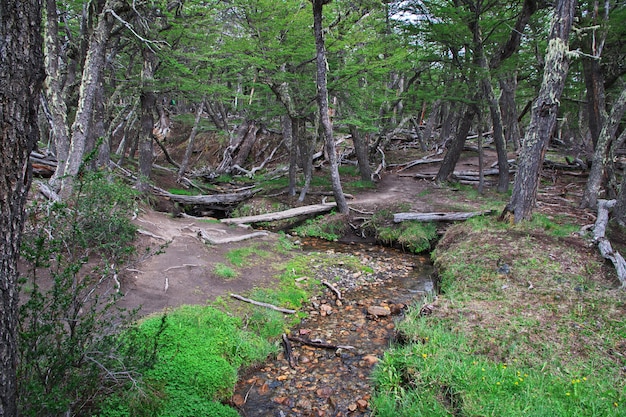 The forest in Los Glacier national park close Fitz Roy, El Chalten, Patagonia, Argentina