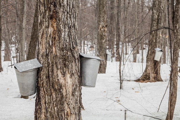 Forest of Maple Sap buckets on trees