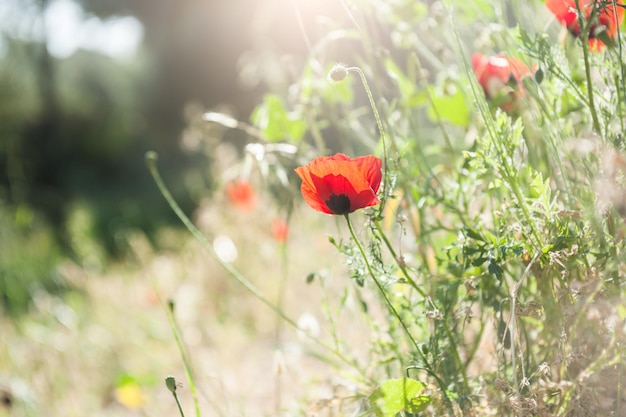 Forest meadow with red poppy flowers and herbs. Selective focus. Beautiful summer landscape