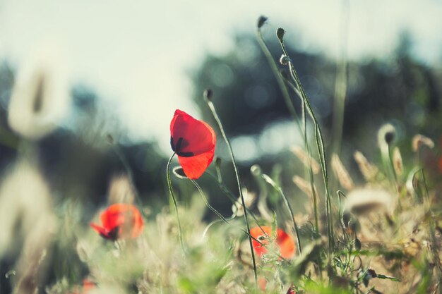 Forest meadow with red poppy and herbs. Macro image with small depth of field. Beautiful summer landscape