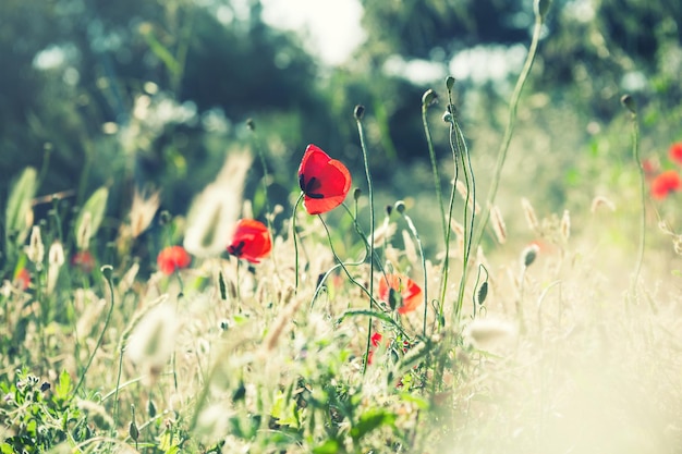 Forest meadow with wild flowers and herbs. Macro image with small depth of field. Beautiful summer landscape