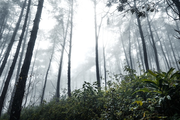 Forest in the misty rainy day,ferns and trees