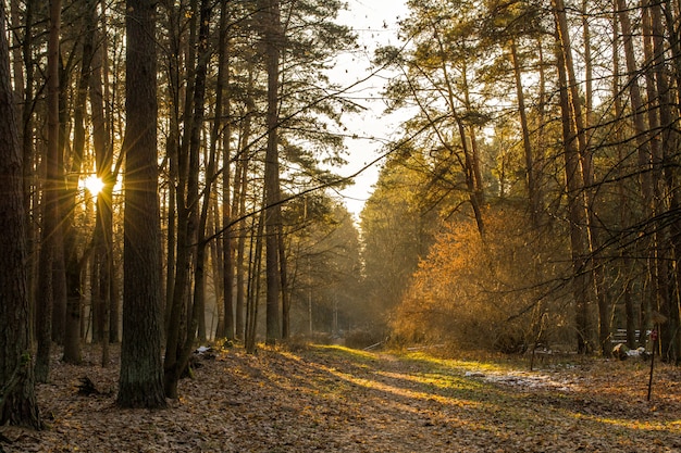 Forest in the morning. The sun shines through the trees. The road leads into the forest.